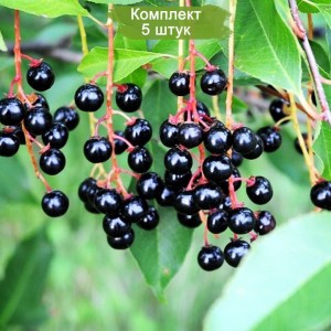 Саженцы черемухи обыкновенной -  комплект 5 шт.