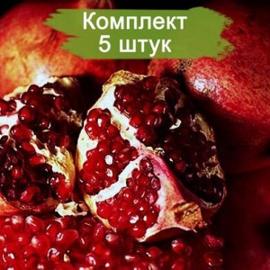 Саженцы Граната Восточного -  комплект 5 шт.