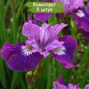 Саженцы ириса Леди Ванесса (Lady Vanessa) -  комплект 5 шт.