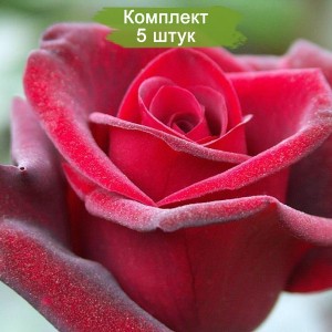 Саженцы чайно-гибридной розы Гранд гала (Grand Gala) -  комплект 5 шт.