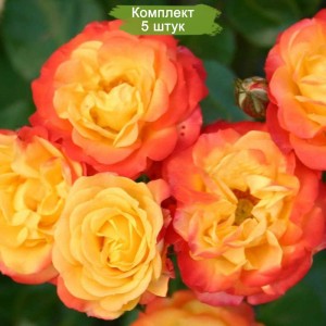 Саженцы спрей розы Румба (Rumba) -  комплект 5 шт.