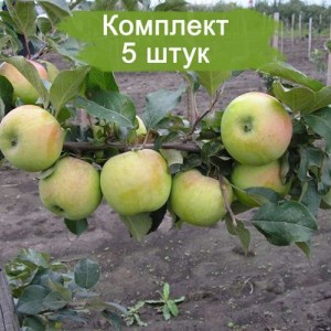 Саженцы яблони Северный синап -  комплект 5 шт.