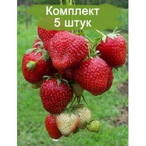 Саженцы земляники Зенга Зенгана (Поздняя) -  комплект 5 шт.