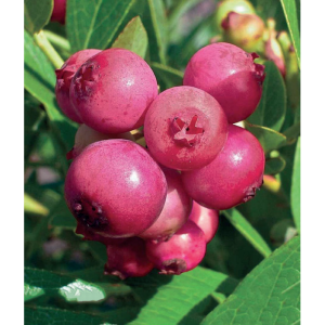 Саженец голубики Пинк Лимонад (Pink Lemonade)