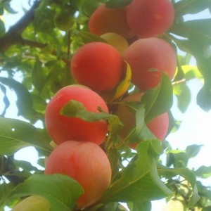 Саженец средней красной сливы Персиковой