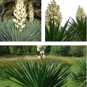 Комплект саженцев Юлия (юкка Сизая, юкка Алоэлистная, юкка Узколистная)