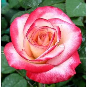 Саженец чайно-гибридной розы Аттракта (Attracta)